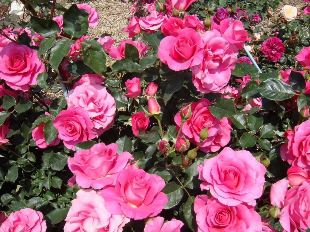 トゥールーズ　ロートレック花