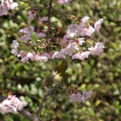 桜の蜜を吸うメジロ