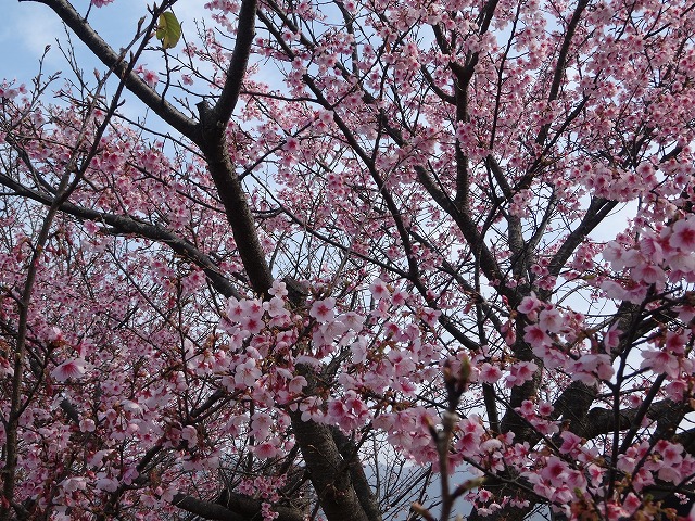 日南寒咲１号桜