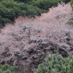 南郷山桜