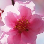 桃の花 (4)
