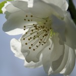 桃の花 (3)