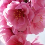 桃の花 (2)