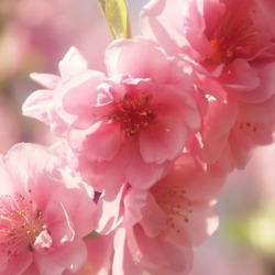 桃の花 (6)