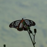 アサギママダラ蝶（４）