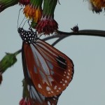アサギママダラ蝶