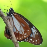 アサギママダラ蝶（６）