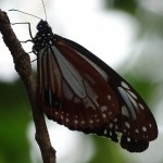 アサギママダラ蝶（５）