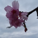 日南寒咲１号桜 (13)