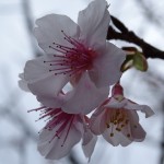 日南寒咲１号桜 (4)