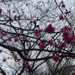 日南寒咲１号桜 (2)