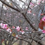 日南寒咲１号桜 (3)