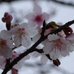 日南寒咲１号桜 (5)