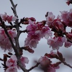 日南寒咲１号桜 (10)