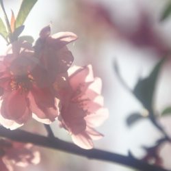 桃の花 (5)