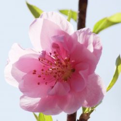 桃の花 (7)