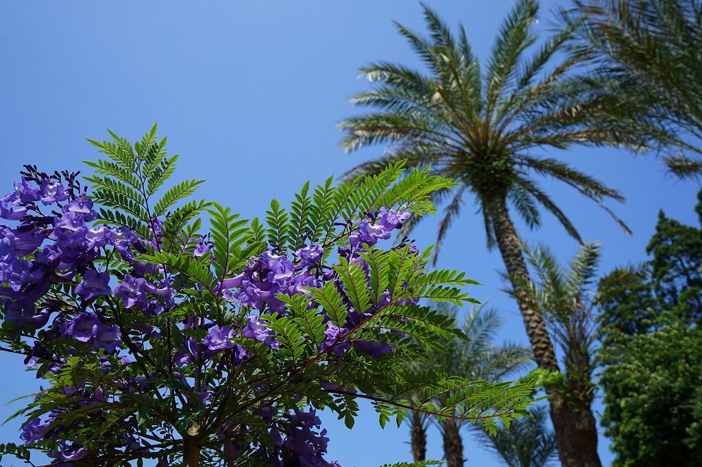 ジャカランダまつり (1)