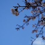 日南寒咲桜 (4)