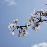 天ヶ城公園桜 (3)
