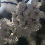竹公園桜まつり