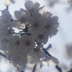竹公園桜まつり（１）