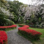 竹公園桜まつり (5)