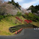天ヶ城公園桜