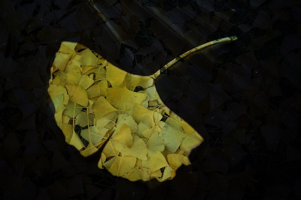 イチョウの葉 (2)