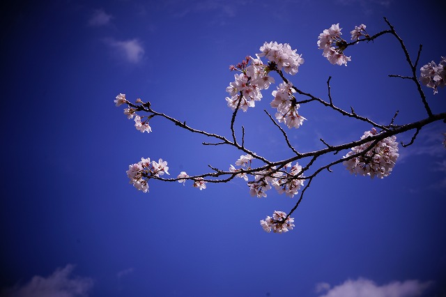 蜂の巣公園桜